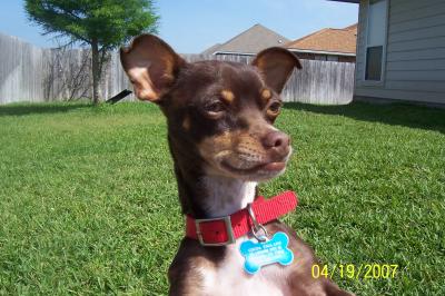 RE: Miniature Pincher / Chihuahua Mix