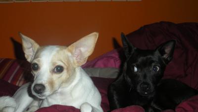 RE: What Breed is My Dog?