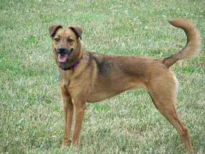 Shepherd Whippet