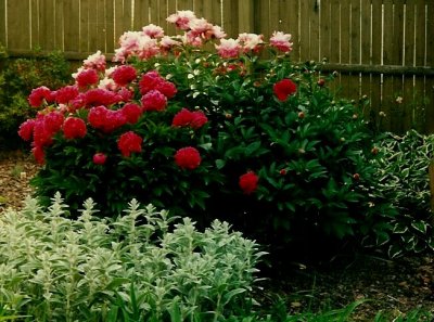 RE: Peony not blooming