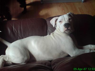 American+bulldog+pitbull+mix+puppies