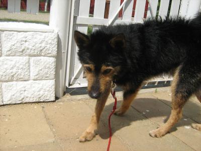RE: What Breed is My Dog?