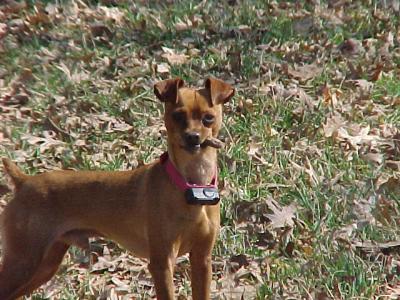RE: Miniature Pincher / Chihuahua Mix