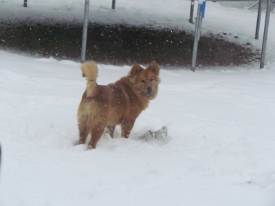 RE: Golden Retriever Chow Mix Puppy