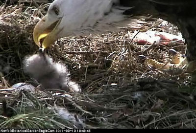 RE: Link: Live Eagle Cam (Norfolk Botanical Gardens, Virginia)