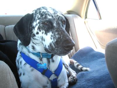 RE: (German Short-haired Pointer/Dalmatian) - Charlie