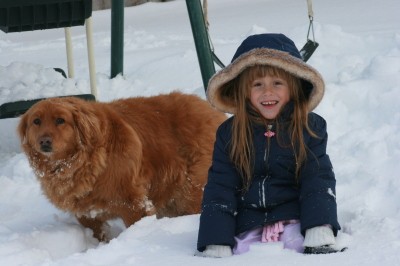 RE: Golden Retriever Chow Mix Puppy