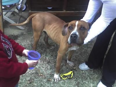 RE: What Breed Is My Dog?