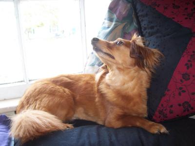 RE: Dachshund/Pomeranian Mix Photos
