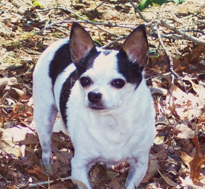 RE: How To Perform Mouth-to-Mouth On Your Pet