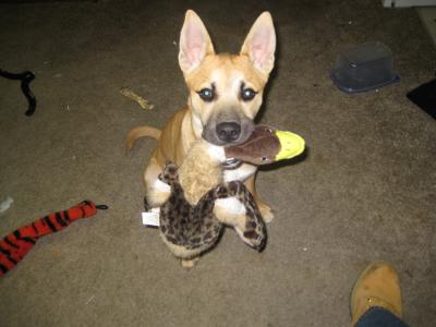 adult german shepherd and chow mix