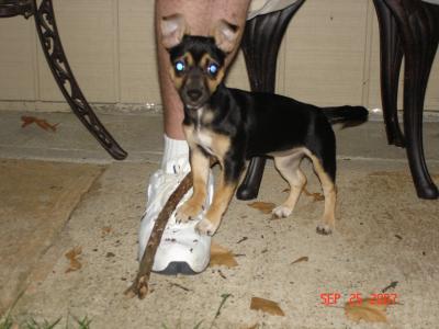 RE: Miniature Pincher / Chihuahua Mix