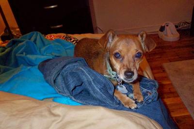 RE: Miniature Pincher / Chihuahua Mix