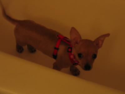 RE: Miniature Pincher / Chihuahua Mix