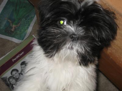 RE: Do Dogs that Survive Parvo Still Carry the Virus?