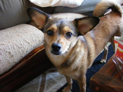 RE: Miniature Pincher / Chihuahua Mix