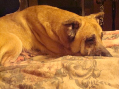 RE: Natural Treatment for Yeast Infection in Dog's Ears