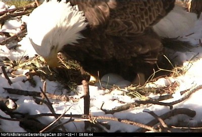 RE: Link: Live Eagle Cam (Norfolk Botanical Gardens, Virginia)