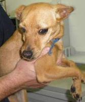RE: Miniature Pincher / Chihuahua Mix