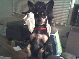 RE: Miniature Pincher / Chihuahua Mix