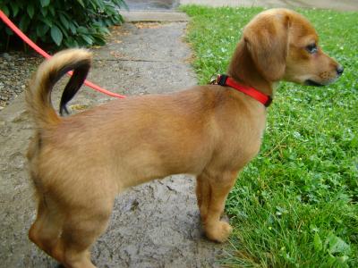 RE: Dachshund/Pomeranian Mix Photos