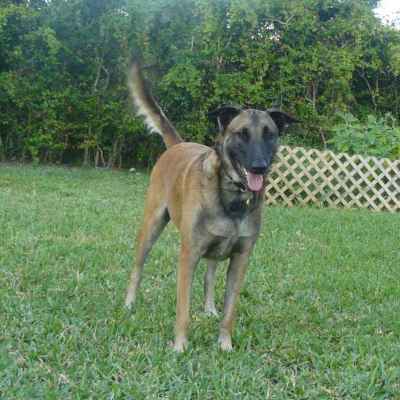 RE: Dog With Giardia