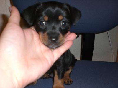 RE: Miniature Pincher / Chihuahua Mix