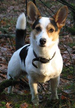 RE: Jack Russell Corgi Mix