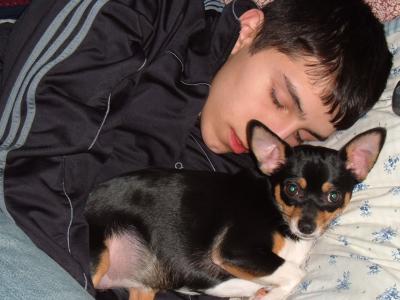 RE: Miniature Pincher / Chihuahua Mix