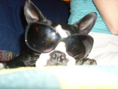 RE: Butler's Isabella Grace (Boston Terrier)