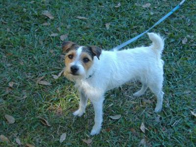 RE: Use a Reflective Collar for Pets