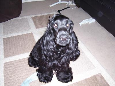 Cocker Spaniel Miniature