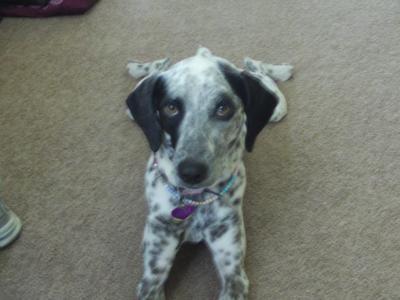 RE: Angel (German Shorthaired Pointer/Dalmation)