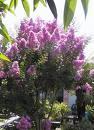 RE: Can I prune old myrtle tree flowers?