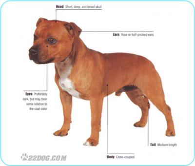 RE: What Breed is My Dog?