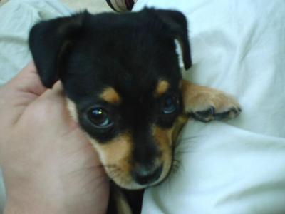 RE: Miniature Pincher / Chihuahua Mix
