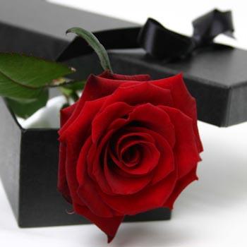RE: How do I dry rose petals for potpourri and sachets?