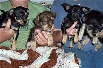 RE: Miniature Pincher / Chihuahua Mix