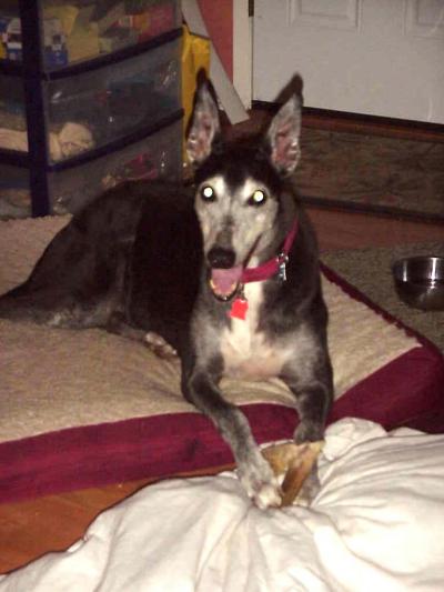 RE: Going Organic With Pet Food