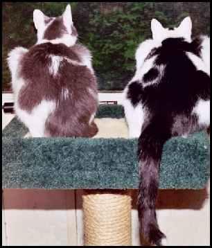 RE: Making Your Own Cat Tree