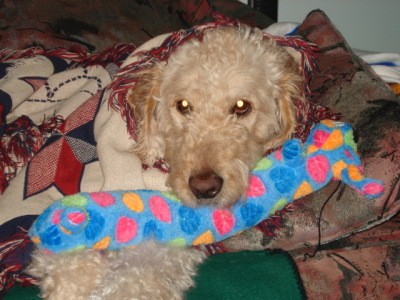 What Chemicals Can Cause Seizures In Dogs What Chemicals Can Cause Seizures In Dogs