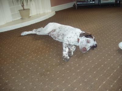 RE: Angel (German Shorthaired Pointer/Dalmation)