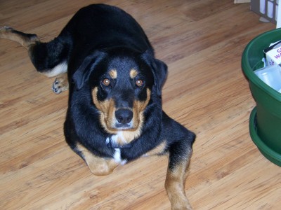 RE: Using Acidolphilus For Dogs' Ear Infections