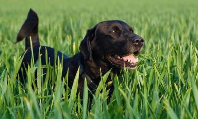 RE: Dog with Skunk Breath