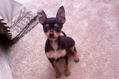 RE: Miniature Pincher / Chihuahua Mix