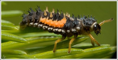 RE: Getting Rid Of Bugs On Tomato Plant