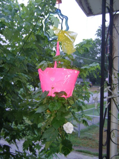 Homemade Topsy Turby Tomato Planters Facesit Sex