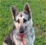 RE: What Breed Is My Dog? (German Shepherd mix)