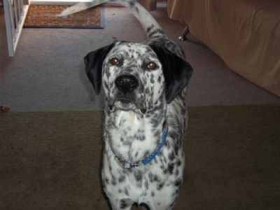 RE: Angel (German Shorthaired Pointer/Dalmation)