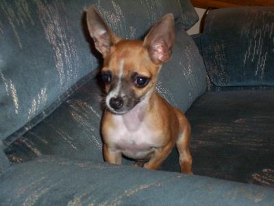 RE: Miniature Pincher / Chihuahua Mix